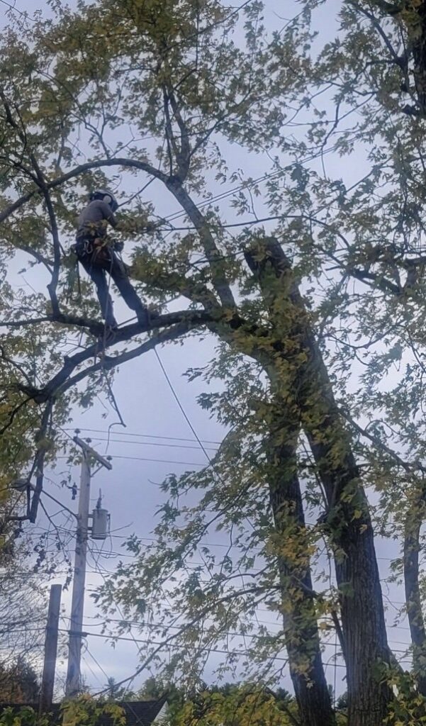 A tree climber actively pruning branches high in a tree for ClearTree LLC in Joppa, MD.