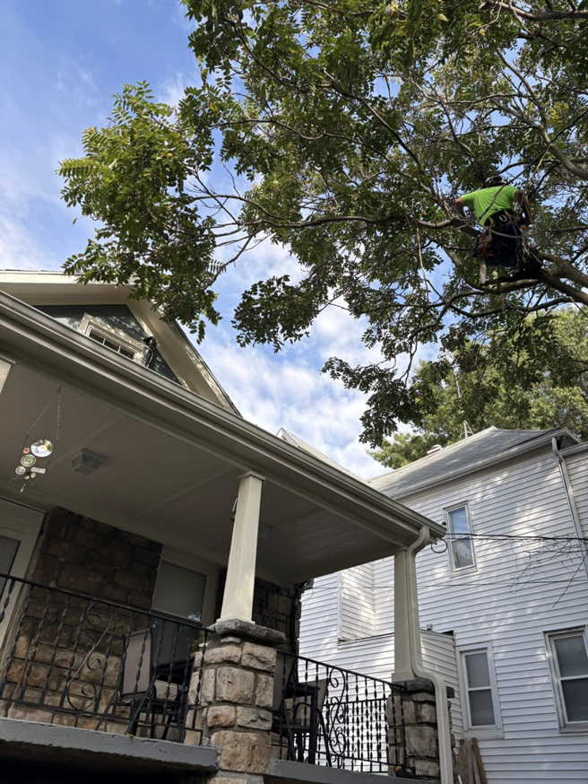 A tree climber from Forestry Fanatics Tree Service pruning branches high in a tree in Kansas City, MO.