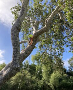 A skilled tree climber pruning branches high in a large tree for Jarquin Tree Service, LLC in San Jose, CA.