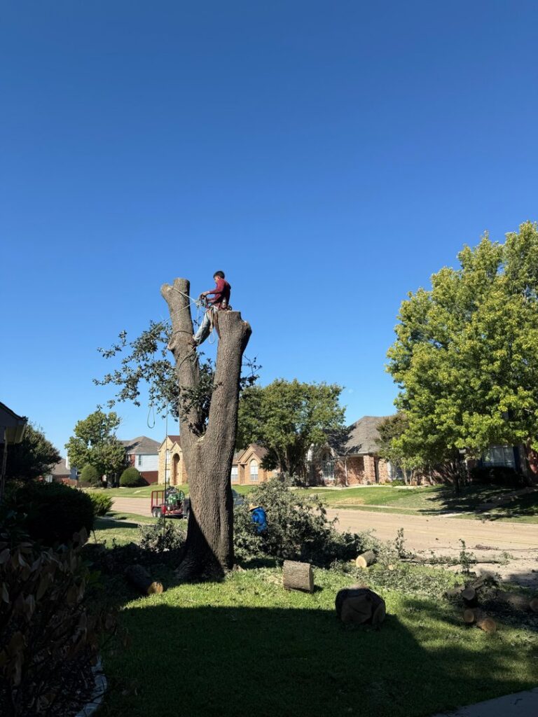 A professional tree climber pruning branches from a tall tree for Lion Tree Service in Dallas, TX.