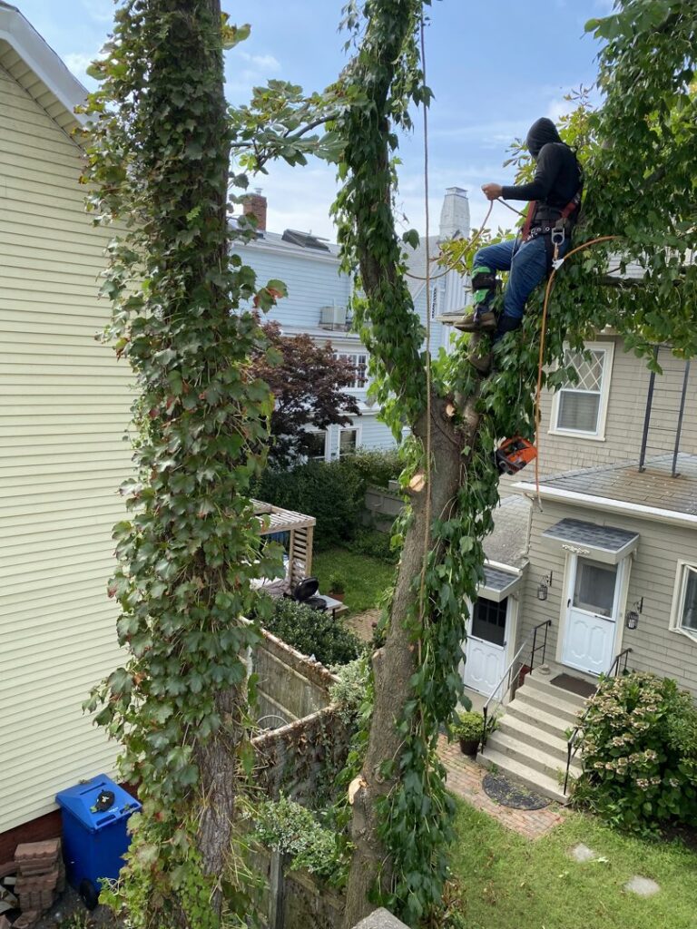 A tree climber safely pruning branches high in a tree for NN Landscaping, Construction & Tree Service in Lynn, MA