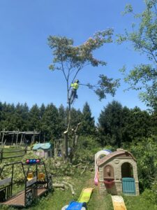 A skilled tree climber pruning branches high in a tree, performing tree service for PA JB Tree Service in Reading, PA.