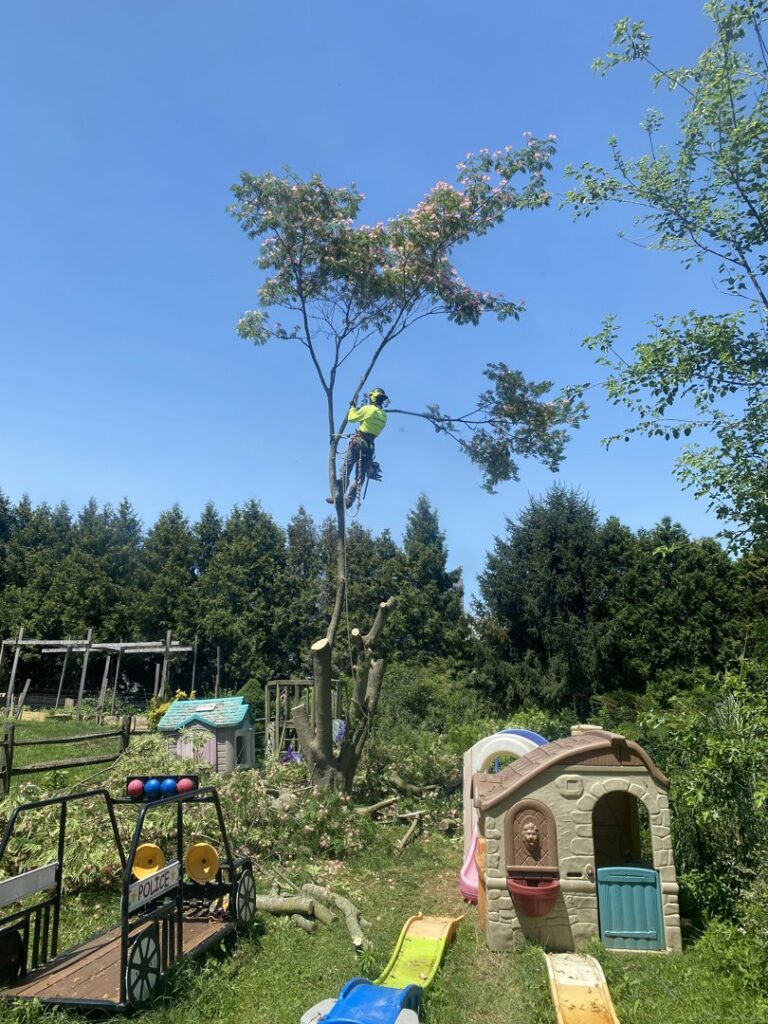 A skilled tree climber pruning branches high in a tree, performing tree service for PA JB Tree Service in Reading, PA.