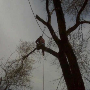 A skilled tree climber pruning branches high in a tree for Schweitzer Tree Service Inc. in Bismarck, ND.
