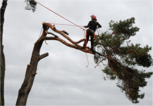 A skilled tree climber pruning branches high in a tree for Top Tree Service Newark in Newark, NJ.