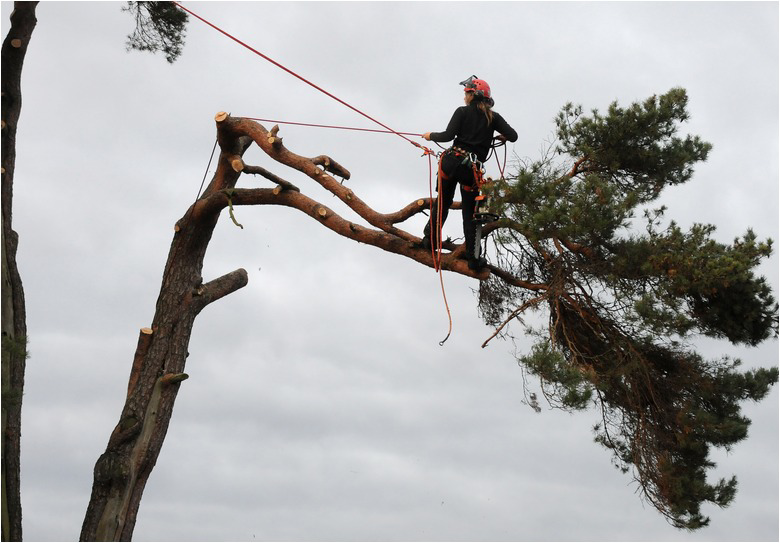 A skilled tree climber pruning branches high in a tree for Top Tree Service Newark in Newark, NJ.