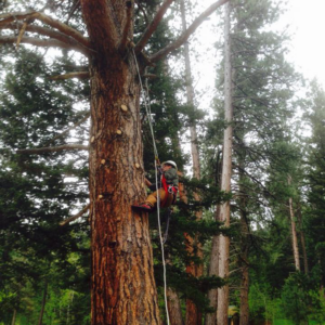 A tree climber pruning a large pine tree, demonstrating professional tree service by Treeincarnation MT in Helena, MT.