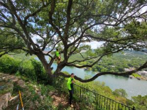 A tree climber pruning a large oak tree overlooking a lake, performed by The Tree Amigos in Austin, TX.
