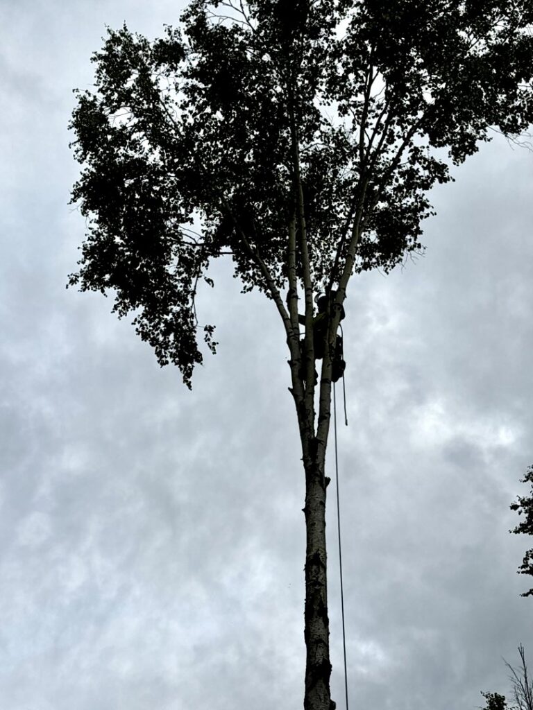 A tree climber pruning a tall, leafy tree for Send it tree service in Salem, NH