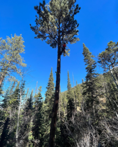 A skilled tree climber from Peak Arbor LLC pruning a tall pine tree against a clear blue sky in Casper, WY.