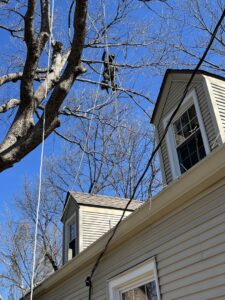 A professional tree climber secured with ropes, pruning branches high in a tree near residential homes by Happy Lemon Tree Service in Belton, MO.