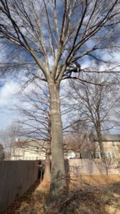 A tree climber in safety gear pruning a tall tree, with cut branches on the ground, for 91Tree 81Sticks Tree Service in Kansas City, MO.