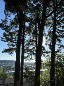 A skilled tree climber high in a tall tree, performing pruning for Castle Tree Service in Conway, AR.
