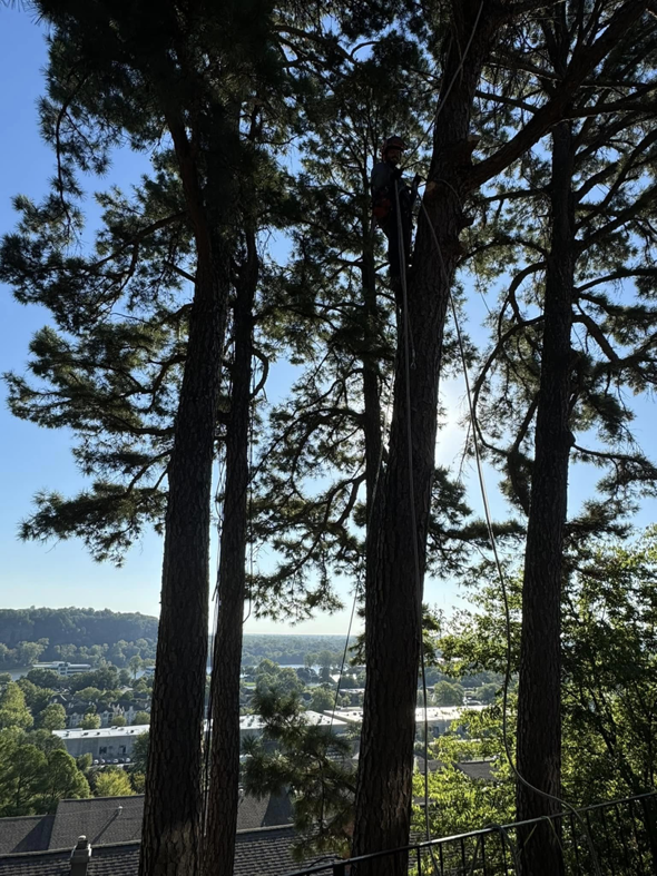 A skilled tree climber high in a tall tree, performing pruning for Castle Tree Service in Conway, AR.