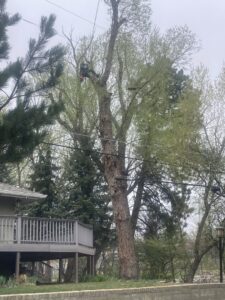 A tree climber pruning a tall tree, providing expert tree service for Tall Timbers Tree & Shrub Service in Colorado Springs, CO.
