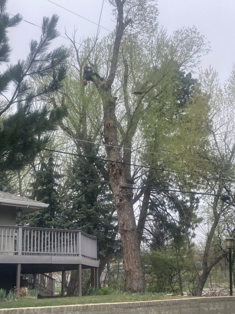 A tree climber pruning a tall tree, providing expert tree service for Tall Timbers Tree & Shrub Service in Colorado Springs, CO.