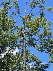 A skilled tree climber pruning a tall tree for Broccolo Tree Care in Rochester, NY.
