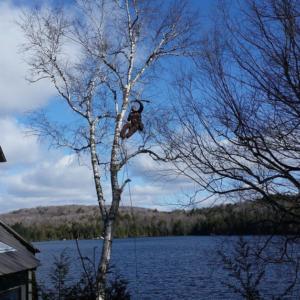 A Sylvan Tree Care arborist pruning a tree while harnessed above a lake in Montpelier, VT.