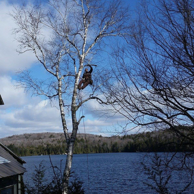 A Sylvan Tree Care arborist pruning a tree while harnessed above a lake in Montpelier, VT.