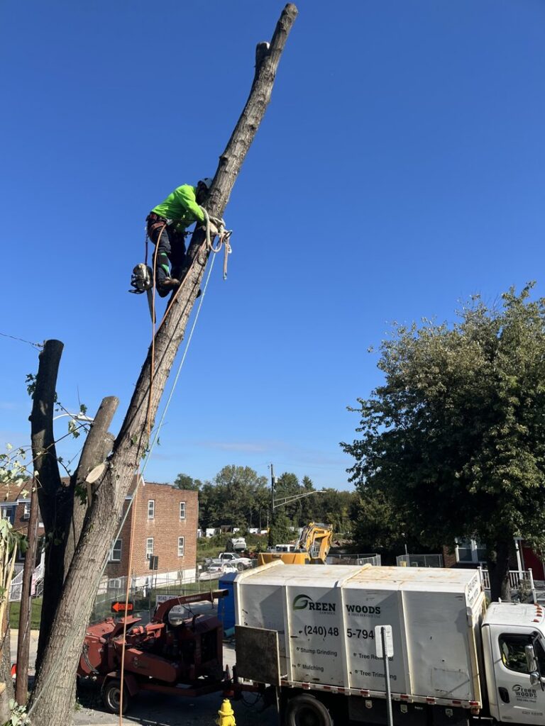 A tree climber performing removal with a chipper below for Green Woods Sawmill & Tree service in Bowie, MD.