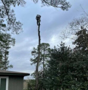 A tree service worker high on a tall tree trunk performing tree removal for Michael Wayne's Landscaping & Tree Service in Columbia, SC.