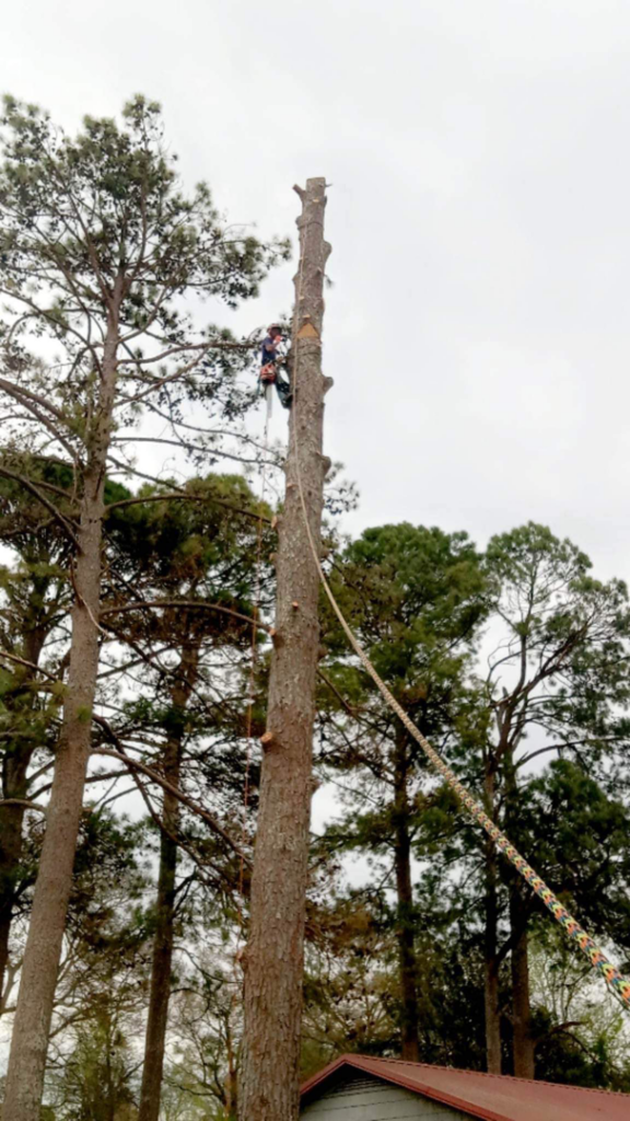 A skilled tree climber performing tree removal or pruning high on a tall tree for Northeast Alabama Tree Experts LLC in Anniston, AL.