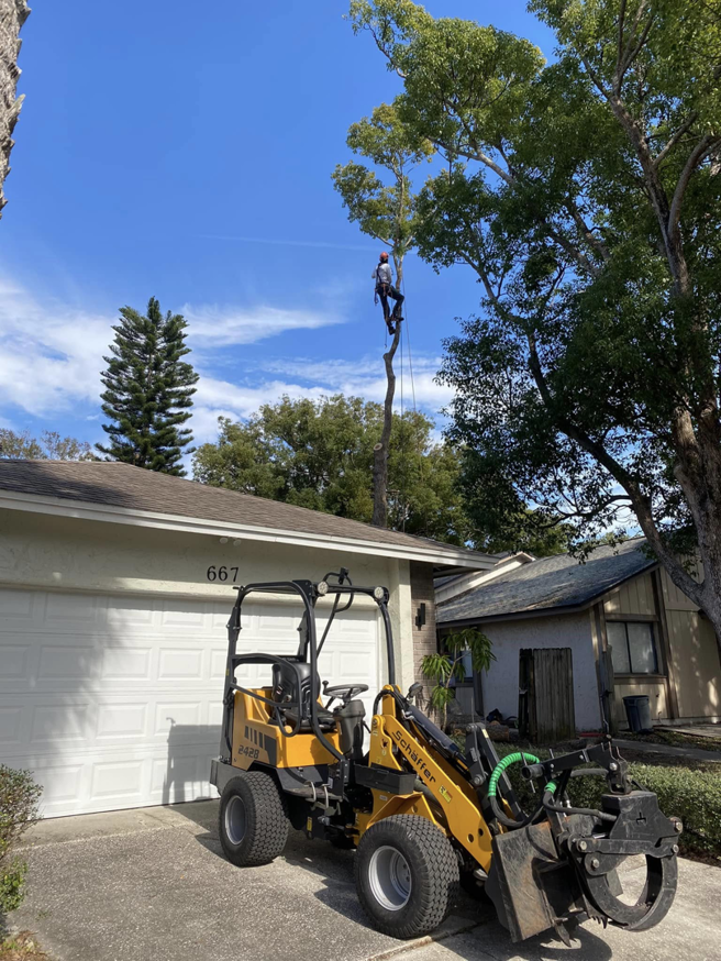 A tree climber performing tree removal services with a mini skid steer on the ground for YardFellas Tree Services in Casselberry, FL.