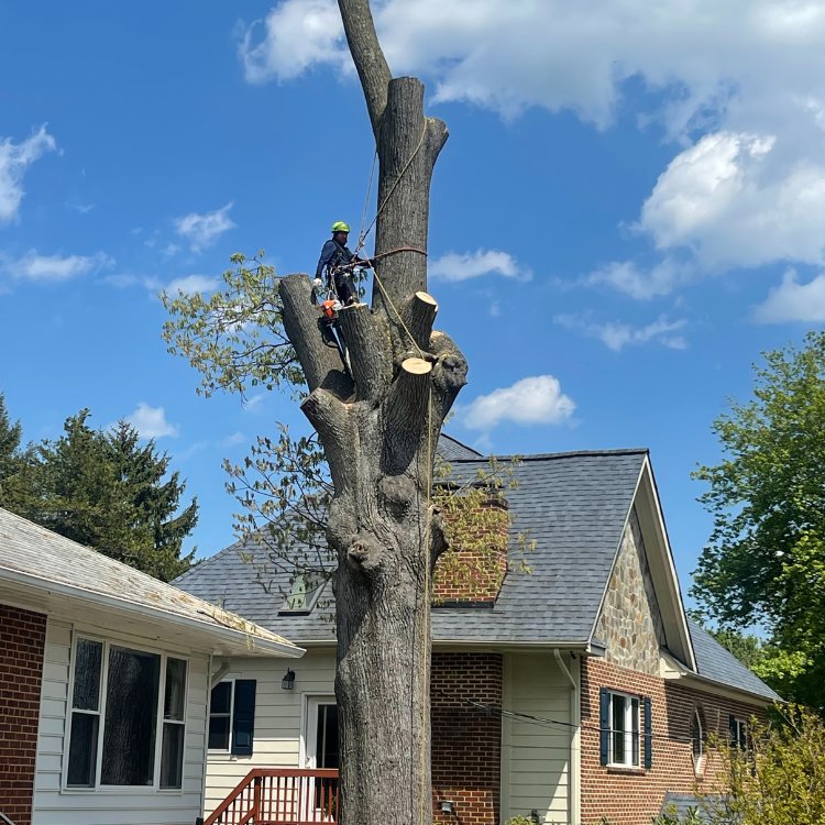 A skilled tree climber safely removing large branches from a tall tree for Absolute Tree, Inc. in Alexandria, VA.