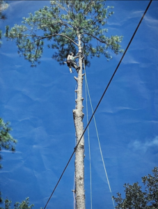 A professional tree climber secured with ropes, removing branches from a tall tree for Climbing High Tree Specialists, LLC in Biloxi, MS.