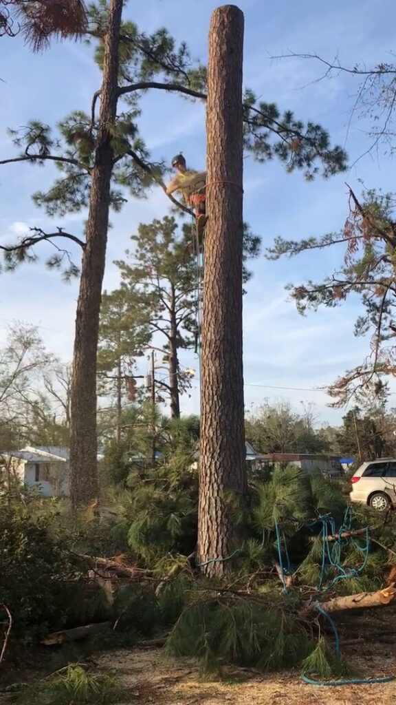 A tree climber removing branches from a tall pine tree, with cut branches on the ground, by Branching Out Tree Service in Amityville, NY.