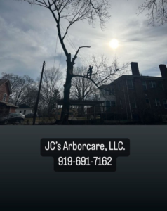 A tree climber safely removing branches from a tall tree for JC's Arborcare, LLC in Henderson, NC