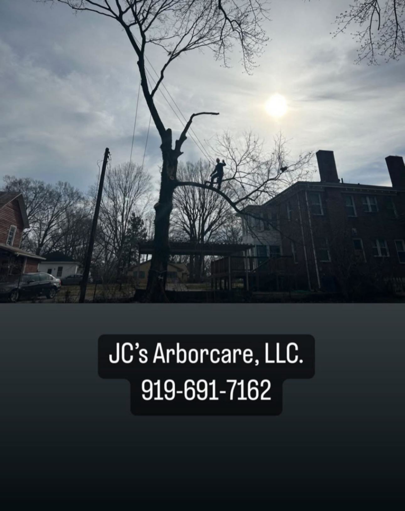 A tree climber safely removing branches from a tall tree for JC's Arborcare, LLC in Henderson, NC