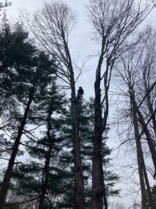 Professional tree climber high in a tall, bare tree, harnessed and removing branches by Sky High Tree Service in Lynnwood, WA.