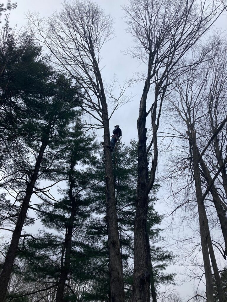 Professional tree climber high in a tall, bare tree, harnessed and removing branches by Sky High Tree Service in Lynnwood, WA.