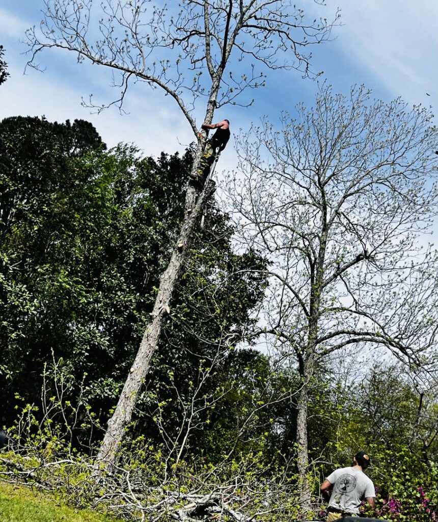 A tree climber removing branches from a tall tree, with another worker on the ground, for TREE Masters Expert Tree Care in Wilmington, NC.