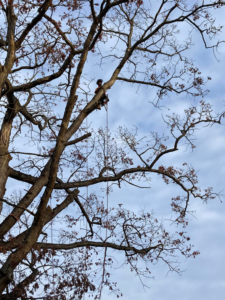 A professional tree climber secured with ropes, removing branches for Ty The Tree Guy in Worcester, MA.