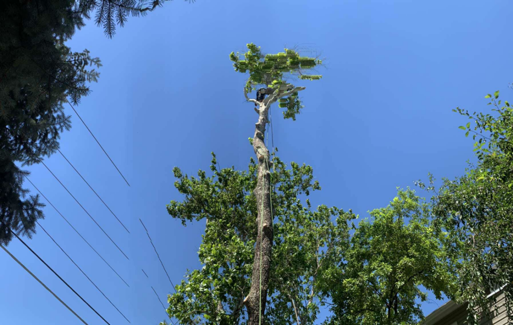 A skilled tree climber removing branches from a tall tree for Unique Tree Service in West Jordan, UT.