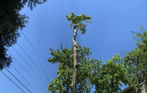 A skilled tree climber removing branches from a tall tree for Unique Tree Service in West Jordan, UT.