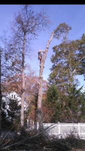 A tree climber high in a tall tree trunk removing branches during a tree service by West Bay Tree Works LLC in Coventry, RI.