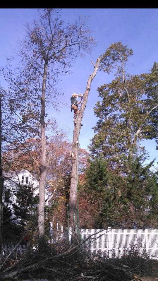 A tree climber high in a tall tree trunk removing branches during a tree service by West Bay Tree Works LLC in Coventry, RI.