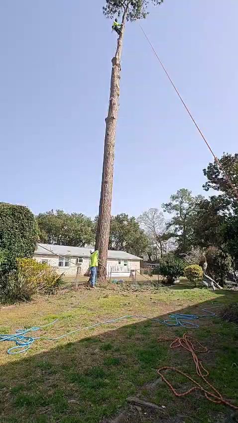 A tree climber from Complete Tree Service, LLC removing a tall pine tree, with a ground crew member managing ropes in Charleston, SC.
