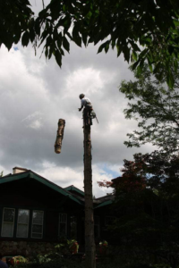 A tree climber removing a section of a tall tree trunk for WoodChuck Tree Service in Rochester, NY.