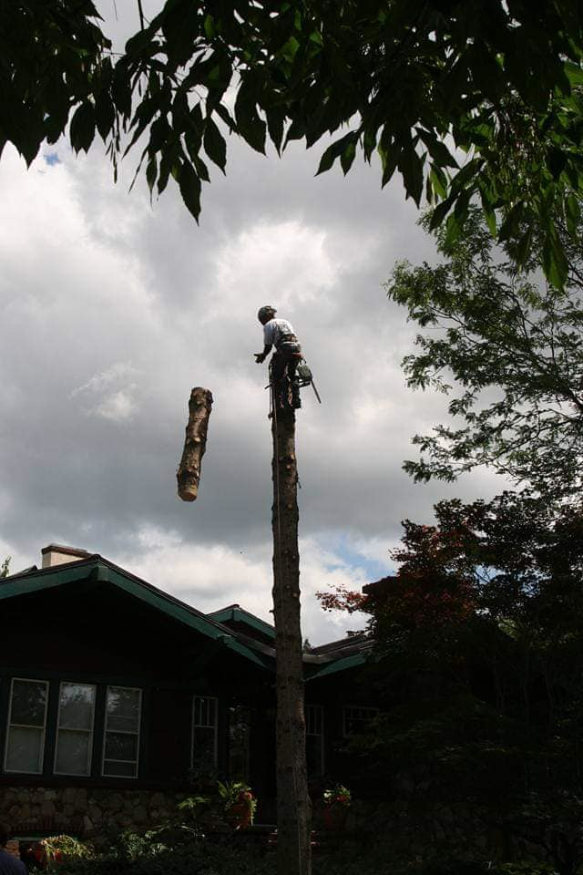 A tree climber removing a section of a tall tree trunk for WoodChuck Tree Service in Rochester, NY.