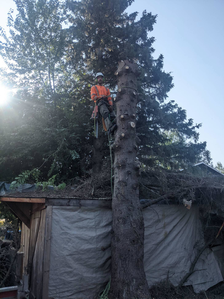 A tree climber removing sections of a large tree trunk for Send it tree service in Salem, NH