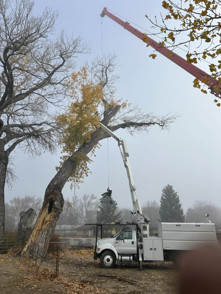 A tree climber suspended by rope during crane-assisted tree removal by Capital Tree Care LLC in Carson City, NV.