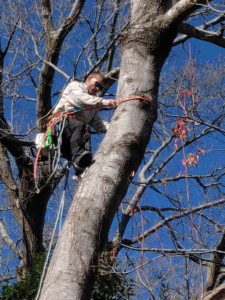 A tree climber managing ropes and gear during a tree service job by Lambert's Tree Service in Fayetteville, NC.