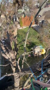 A tree climber with ropes and safety gear working high in a tree, overlooking a backyard, for Double J Tree Service, LLC in Meridian, ID.