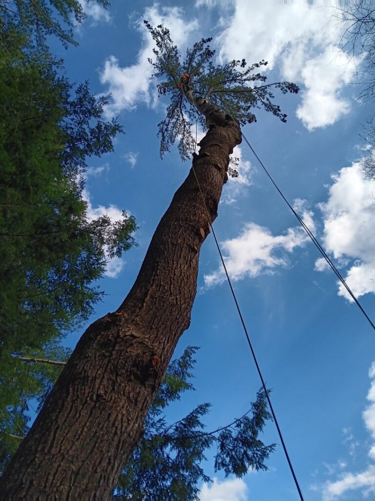 A tree climber with ropes ascending a tall tree for removal, showcasing the expertise of S&D Tree Service LLC in Schenectady, NY.