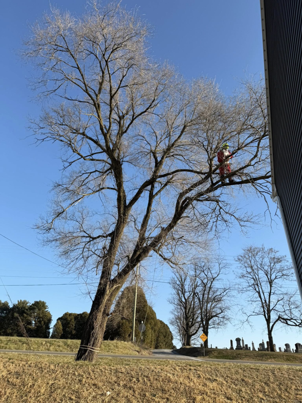 A tree climber in a Santa suit pruning a large bare tree, showcasing work by Woody's Tree Service in York, PA.