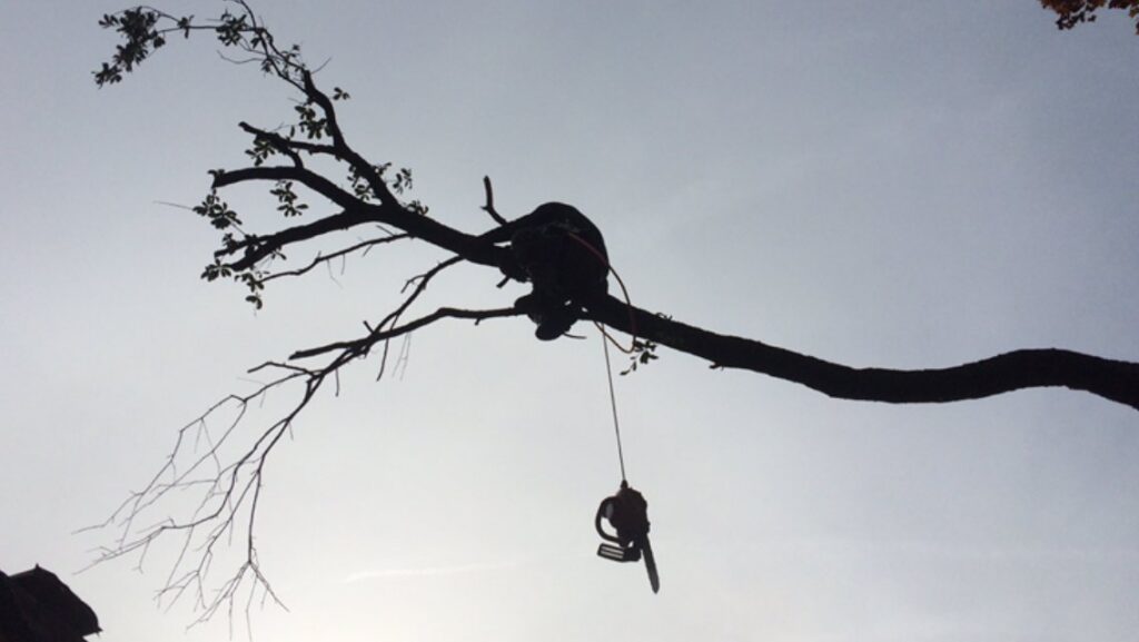 A silhouette of a tree service worker climbing a tree with a chainsaw, performing tree removal for Tri-County Tree And Restoration in Jackson, MS.